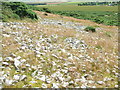 Mormond Hill White Horse