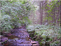 SE1971 : Stream and Woods in Woods near Dallow by Sean Diver