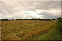 NH8879 : Fields by Cadboll Mount by Steven Brown