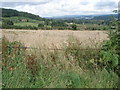 Corn field near The Wonder