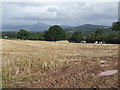 Stubble field near Neuadd