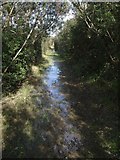 SS2627 : Waterlogged bridleway near Fattacott by Derek Harper