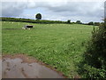 Sheep pasture south-west of Brecon