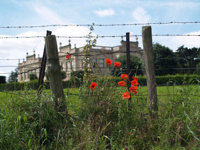 Barbed wire and poppies.
