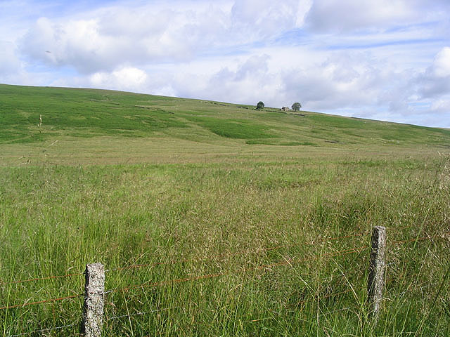 Rough grazing near Stennishope
