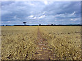 Path through wheat field