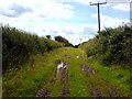 Bridleway near Norwell Lodge