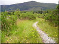 NN1878 : Path in Leanachan Forest by Iain Thompson