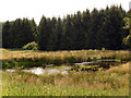 Forest pond near Low Airies