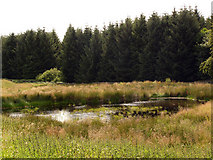NX2566 : Forest pond near Low Airies by David Baird