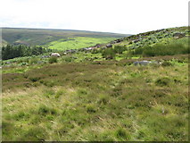 NY9049 : Moorland and plantation above Heatheryburn Farm by Mike Quinn