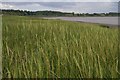 SJ4481 : Spartina colonising the foreshore at Oglet Bay by Mike Pennington
