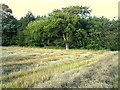 Plantation behind Dalton Hillhead Farm