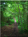 Footbridge, America Wood