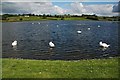 The Corbet Lough near Banbridge (4)