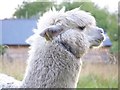 A very cross Alpaca