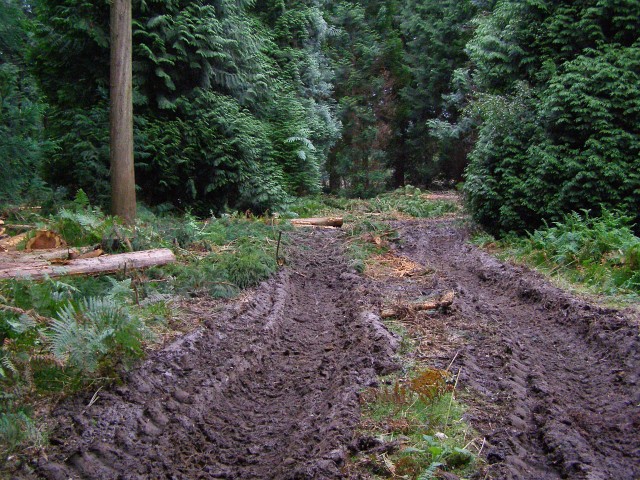 Muddy Ruts Denny Lodge Inclosure New © Jim Champion Geograph Britain And Ireland 1358