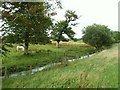 Grazing pony beside Dornock Burn