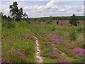 Bell heather and birch scrub, East Ramsdown