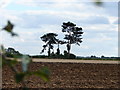 Trees on Saxby Cliff