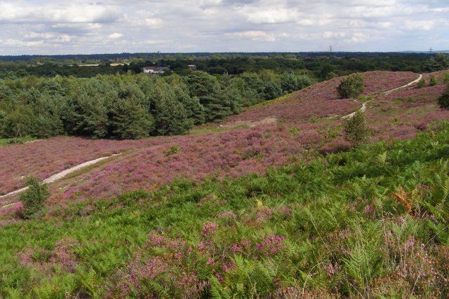 North-east slopes of St Catherine's Hill, Town Common