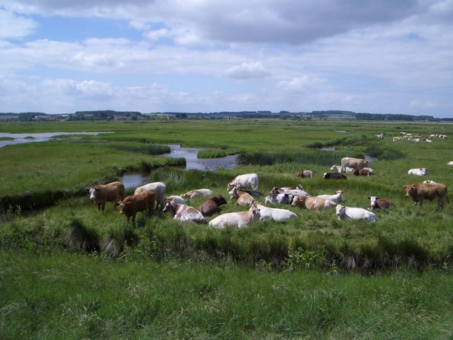 Pastoral Scene on Norton Marsh