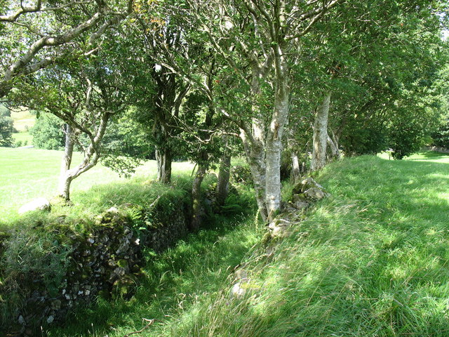 Overgrown sunken lane