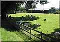 Sheep seeking shade