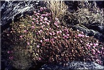NN5045 : Purple saxifrage by M J Richardson