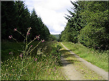 NT5003 : A forestry road north of Stennishope by Walter Baxter