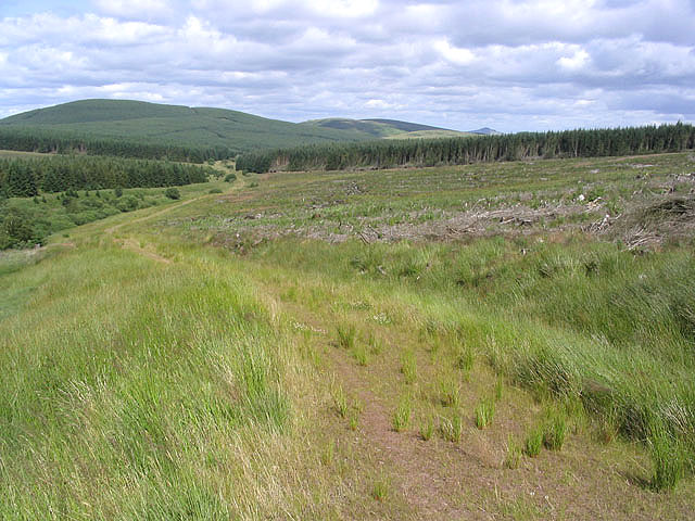 Forestry clear fell area