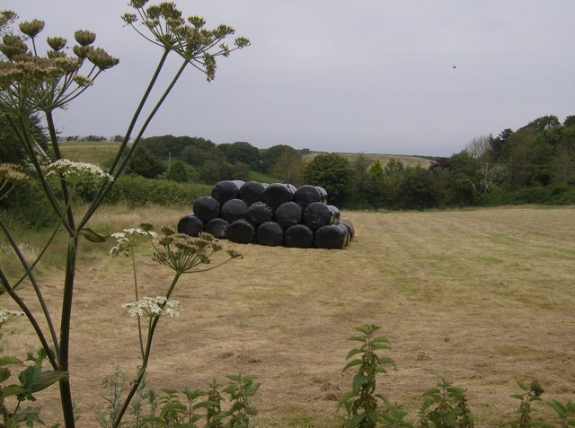 Silage bags and cow parsley
