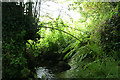 South Petherwin: stream near Trecongdon