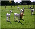 Alpaca at Little Durnford Manor