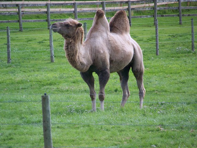 Camel at Little Durnford Manor