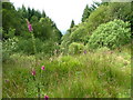 Foxglove and Mixed Trees