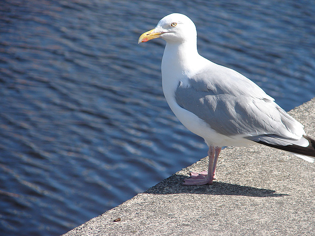 Gull on Aberystwyth Quayside