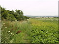 Unused Bridleway near Sherburn