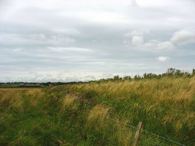 Drainage ditch and overgrown flood prevention embankment at the NE end of Cors Malltraeth