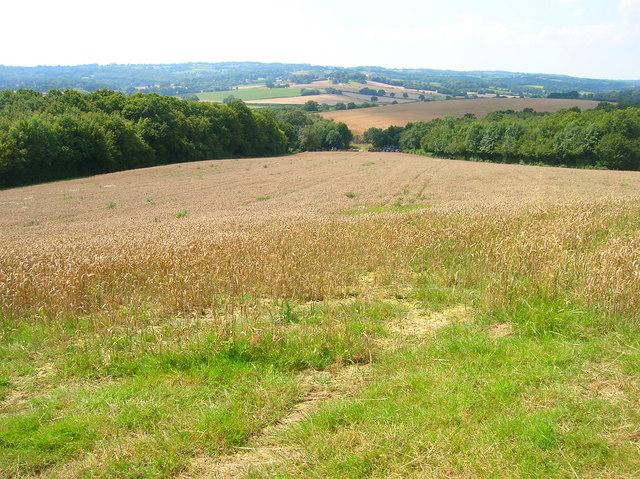 Corn Field near Bivelham Forge Farm