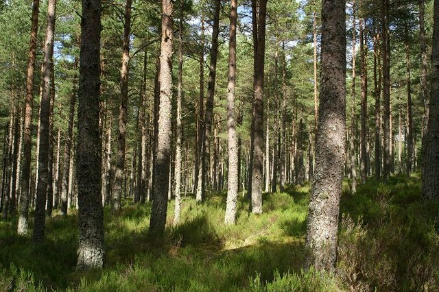 Mature forest at Culbo