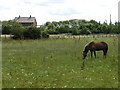 Horse. Eighton Banks.