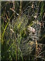 SS4601 : Spider's web on Hollow Moor by Derek Harper