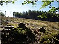 Clear fell, Morcombe Plantation