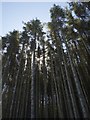 Tall conifers