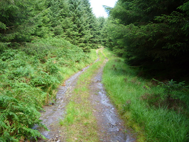 Forest Road leading to Blairbuies Hill