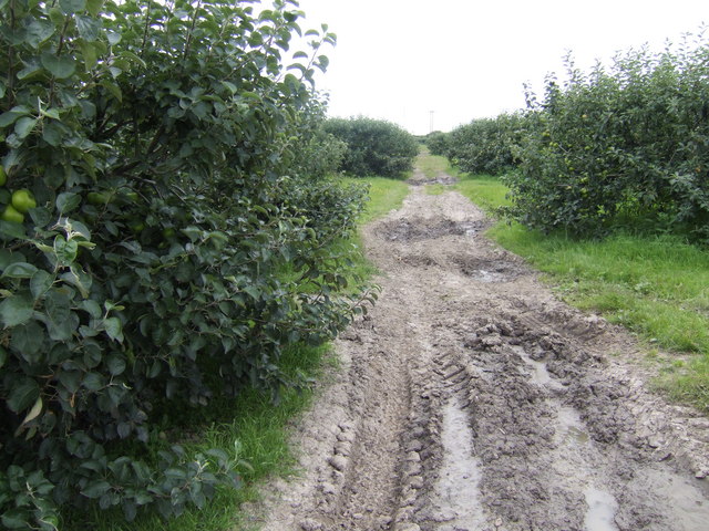 Bramley orchard east of Wisbech