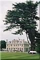 Kingston Lacy: under cedar