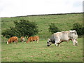 Friendly bull on public footpath near Allenshields