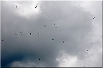 SD6158 : Lesser Black-backed Gulls above Tarnbrook Fell by Mr T